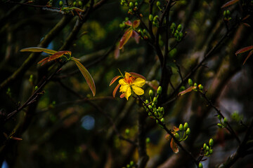 Hoa Mai tree (Ochna Integerrima) flower, traditional lunar new year (Tet holiday) in Vietnam