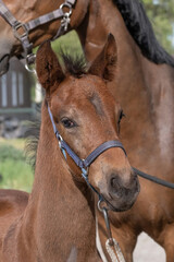 Naklejka premium Beautiful brown foal's head with halter in spring. looks aside. foal for the mother