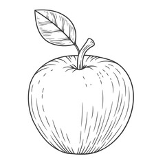 Apple engraved vintage illustration isolated on white background. Organic food hand drawn sketch . Black outline. 