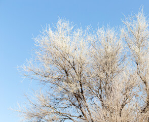 frost on large trees in winter