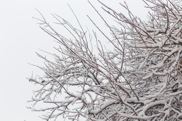 snow on trees in winter