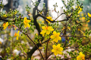 Hoa Mai tree (Ochna Integerrima) flower, traditional lunar new year (Tet holiday) in Vietnam