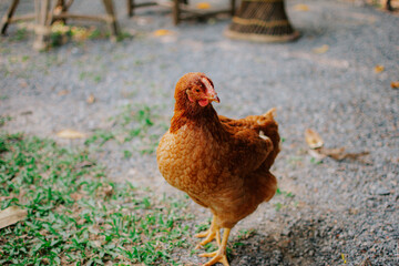 Portrait of young brown hen. Close up of beautiful brown chicken in the garden.