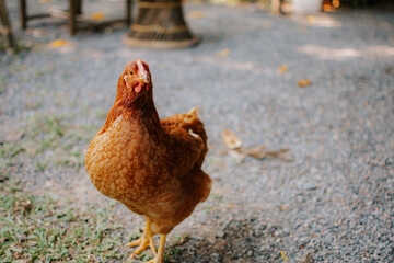 Portrait of chicken. Close up of beautiful brown hen in the garden.