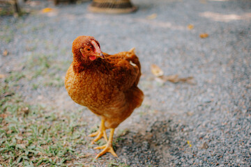 Portrait of chicken. Close up of beautiful brown hen in the garden.