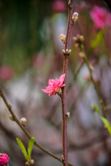 peach blossom or cherry blossom in flower market in Vietnam. In the traditional Tet holiday.