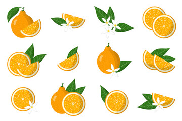 Set of illustrations with tangelo exotic citrus fruits, flowers and leaves isolated on a white background.