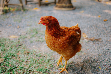 Portrait of chicken. Close up of beautiful brown hen in the garden.