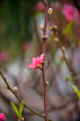 peach blossom or cherry blossom in flower market in Vietnam. In the traditional Tet holiday.