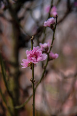 peach blossom or cherry blossom in flower market in Vietnam. In the traditional Tet holiday.