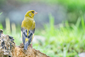A very detailed greenfinch sitting on a tree trunk, looks back at the camera, close-up