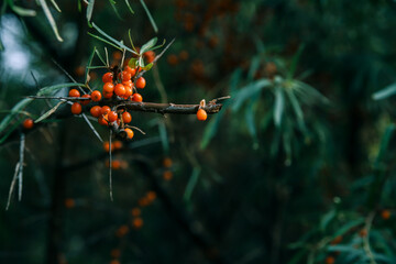 Sea buckthorn - branch and berries on the tree. Tidewater color nature background