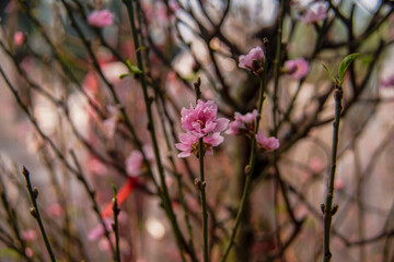 peach blossom or cherry blossom in flower market in Vietnam. In the traditional Tet holiday.
