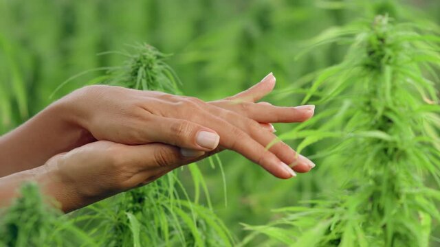 Concept of CBD cannabis plantation for medical.
Clean well-groomed hands of a young woman applying hand cream, skin care on a Marijuana background. close-up. Sensual woman moisturization Skin. 