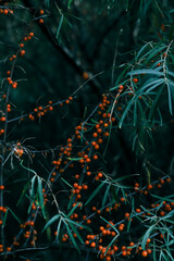 Sea buckthorn - branch and berries on the tree. Tidewater color nature background