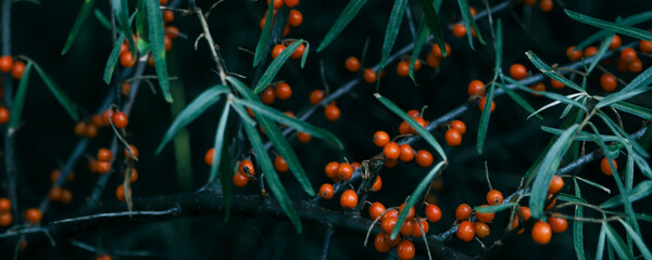 Sea buckthorn - branch and berries on the tree banner. Tidewater color nature background - obrazy, fototapety, plakaty