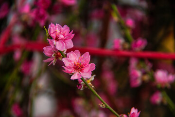 Obraz premium peach blossom or cherry blossom in flower market in Vietnam. In the traditional Tet holiday.