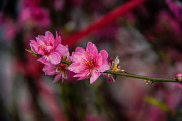 Fototapeta premium peach blossom or cherry blossom in flower market in Vietnam. In the traditional Tet holiday.
