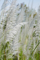 photo painting adorable blooming exotic tropical flowers on the background of nature