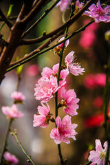 peach blossom or cherry blossom in flower market in Vietnam. In the traditional Tet holiday.