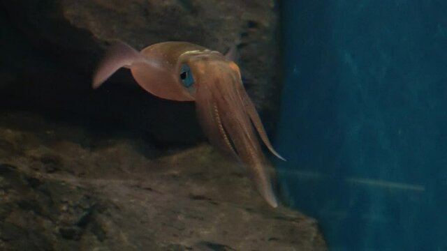 Bigfin reef squid swimming in the water tank. Oval squid. Sepioteuthis lessoniana. Close up. 4K