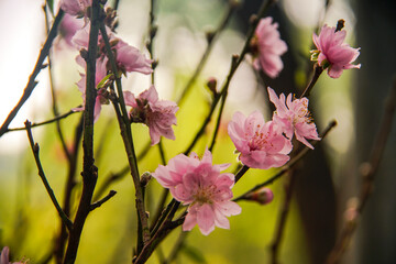 peach blossom or cherry blossom in flower market in Vietnam. In the traditional Tet holiday.