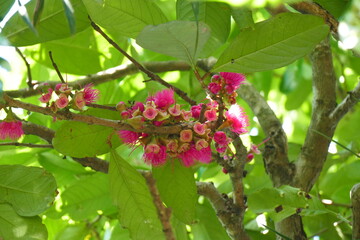 photo painting adorable blooming exotic tropical flowers on the background of nature