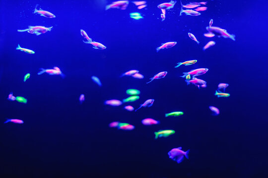 Neon glow fish color freshwater aquarium. Underwater world fish Aquarium in the neon light. Blurry background. Selective Focus