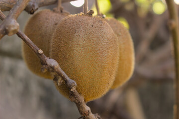 収穫前のキウイフルーツ