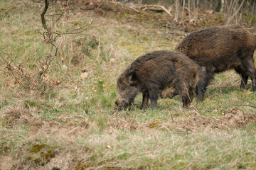 Wild pig with cute piglets eating on grassland with trees
