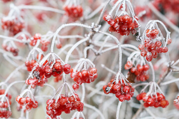 Viburnum opulus (guelder rose) shrub under the frost. Plants in garden