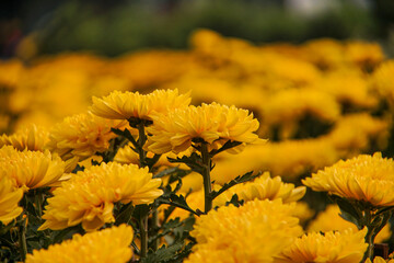 Yellow daisy flower blooming in a street market during Tet, the Lunar New Year in Vietnam