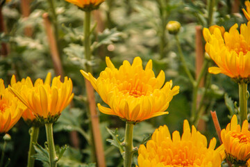 Yellow daisy flower blooming in a street market during Tet, the Lunar New Year in Vietnam