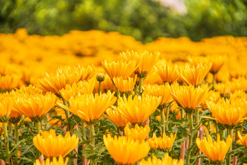 Yellow daisy flower blooming in a street market during Tet, the Lunar New Year in Vietnam