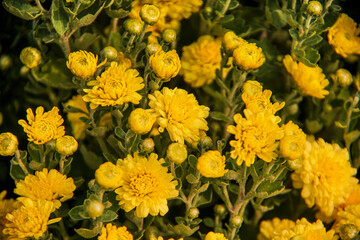 Yellow daisy flower blooming in a street market during Tet, the Lunar New Year in Vietnam
