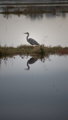 great blue heron