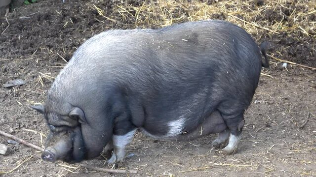 Big pig (sus) living on a farm