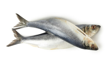 Fresh herring fishes isolated on white background