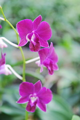 Naklejka na ściany i meble Hainan, China - 08.01.2012 : Orchids are grown year-round under greenhouse conditions