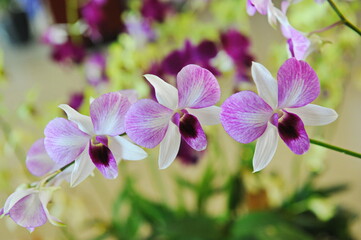 Hainan, China - 08.01.2012 : Orchids are grown year-round under greenhouse conditions