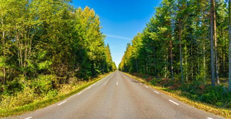 Road in the autumn forest