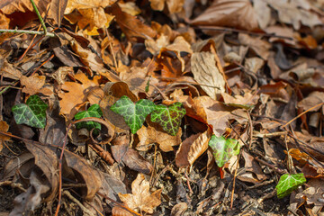 green ivy in the autumn forest among the fallen leaves. Natural green-yellow background. Soft focus, shallow depth of field. The bright leaves of the English ivy top view in the warm sunshine.