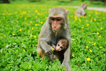 Hainan, China - 07.27.2012 : Monkeys in a nature reserve on the island.