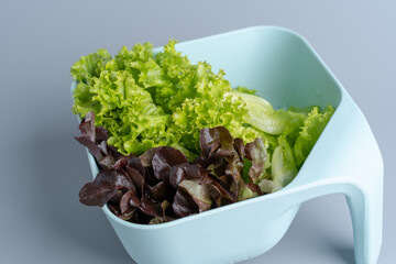 fresh green coral salads and red oak salad in vegetable washing with Gray background
