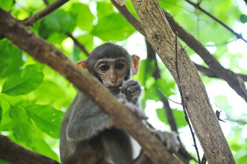 Hainan, China - 07.27.2012 : Monkeys in a nature reserve on the island.