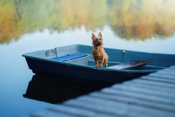 dog in the boat. Active wet australian terrier in nature at lake