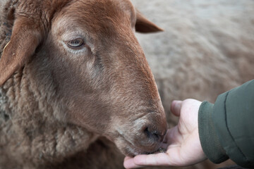A man is feeding a sheep from hand. Portrait of sheep that is being fed by man