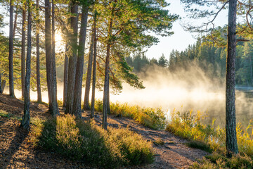 Autumn forest at sunrise near misty lake 