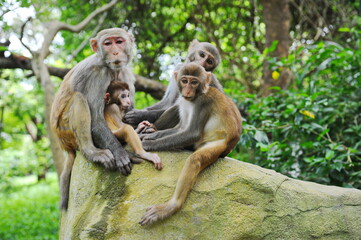 Fototapeta na wymiar Hainan, China - 07.27.2012 : Monkeys in a nature reserve on the island.