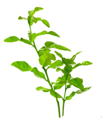 fresh kaffir leaves isolated on white background